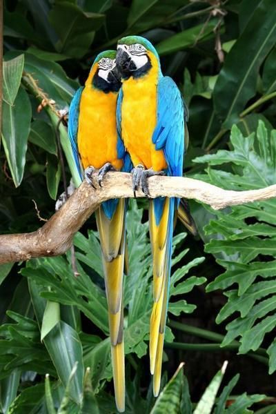 two blue and yellow parrots sitting on a tree branch in front of green leaves