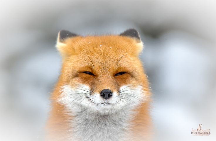 a close up of a red fox looking at the camera