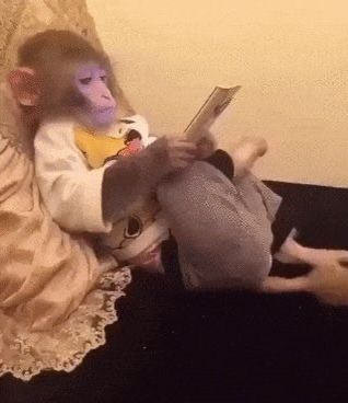 a monkey sitting on top of a couch next to a person holding a cell phone