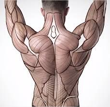 the back view of a man's torso with muscles drawn in lines and shapes