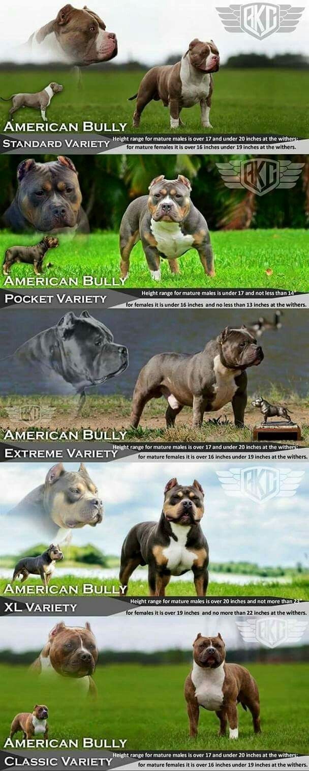 the different breeds of dogs are shown in this poster, which shows them how they look like