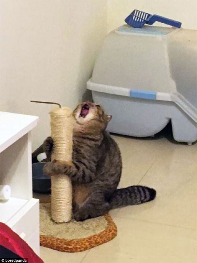 a cat playing with a scratching post in the middle of two pictures, one has it's mouth open and the other has its tongue out