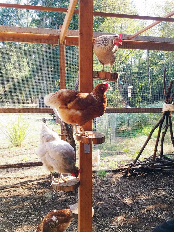 there are many chickens hanging out in the chicken coop, and one is pecking at something