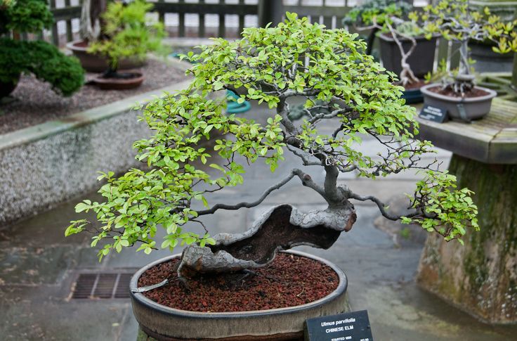 a small bonsai tree in a potted planter on a rainy day,