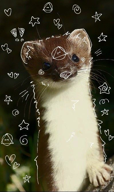 a ferret standing on top of a tree branch with hearts drawn all over it