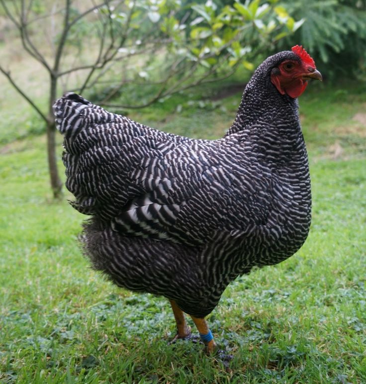 a black and white chicken standing in the grass