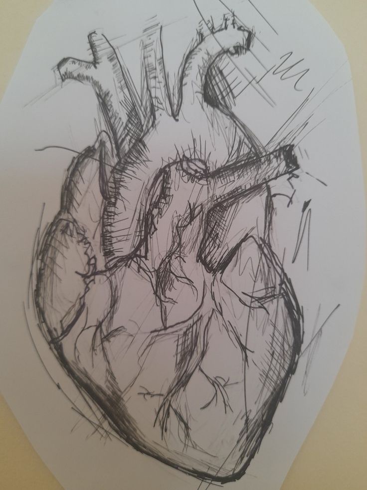 a drawing of a human heart on a piece of paper