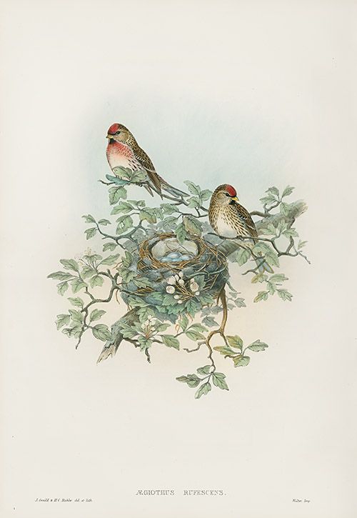 two birds sitting on top of a nest in a leafy tree next to another bird