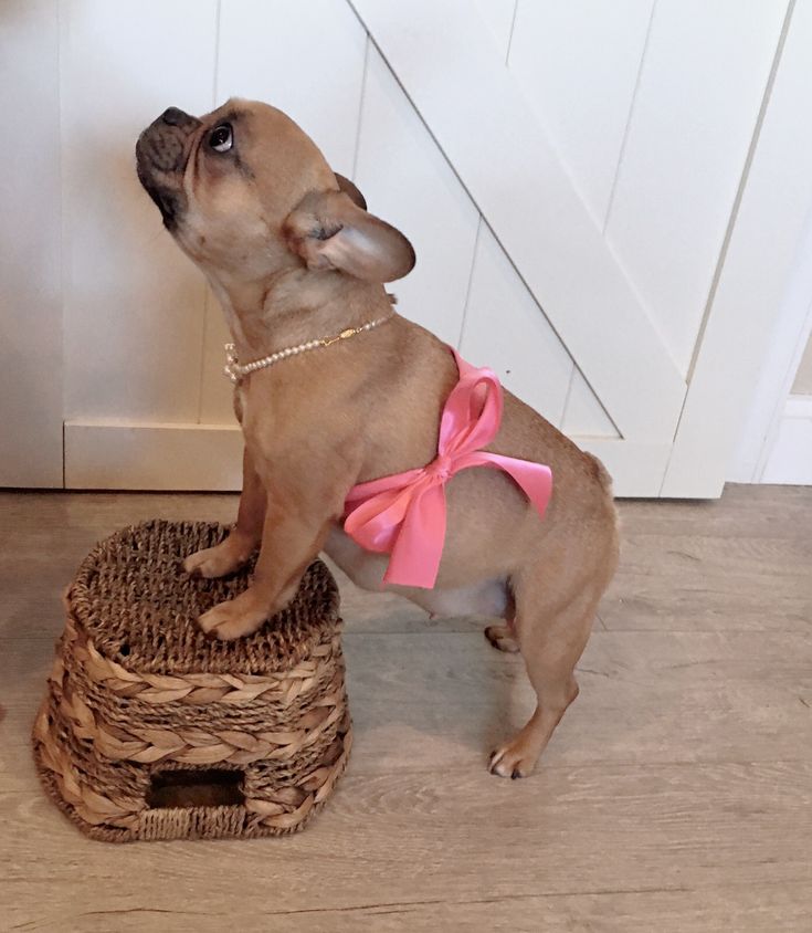 a small brown dog wearing a pink bow standing on top of a scratching post in front of a door