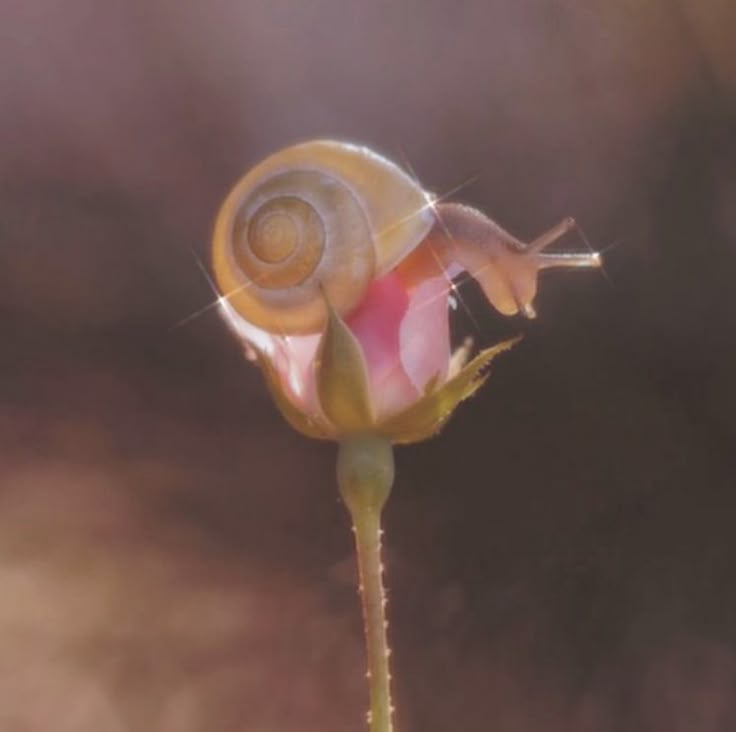 a snail on top of a pink flower