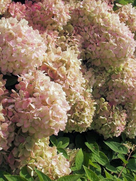 pink and white flowers are blooming in the sun