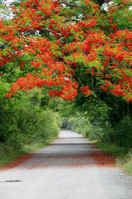 the road is lined with red flowers and green trees on both sides, leading into the distance