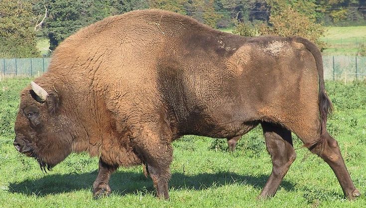 a large buffalo standing on top of a lush green field