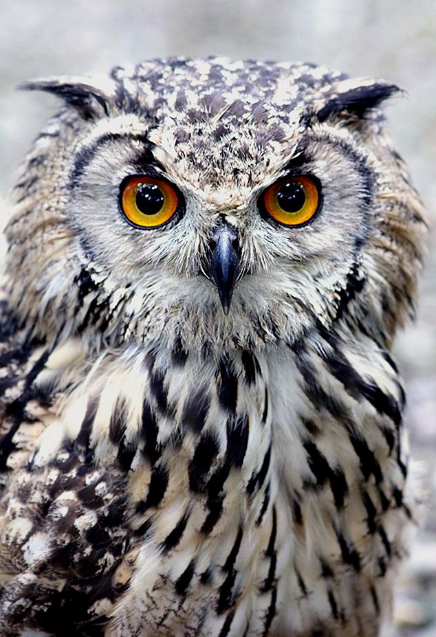 an owl with orange eyes sitting on the ground