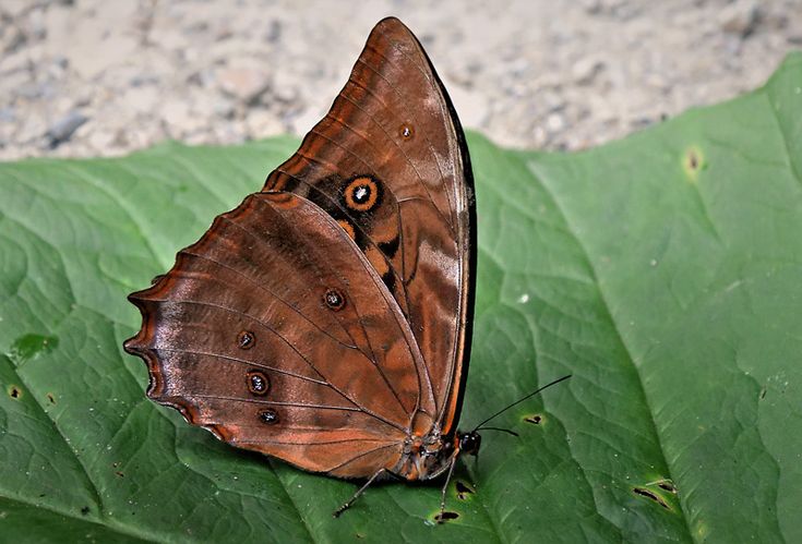 a brown butterfly sitting on top of a green leaf