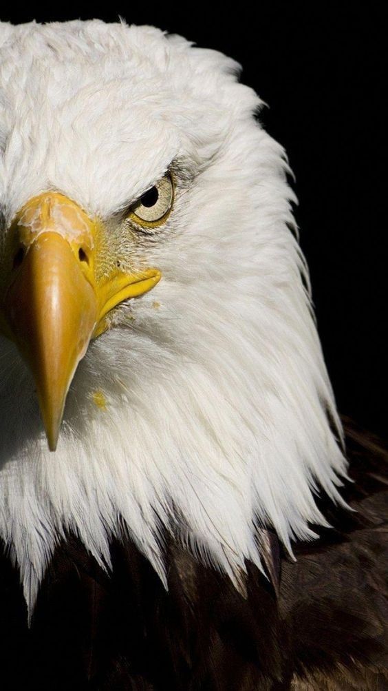 an eagle is looking at the camera while it's head is turned to the side