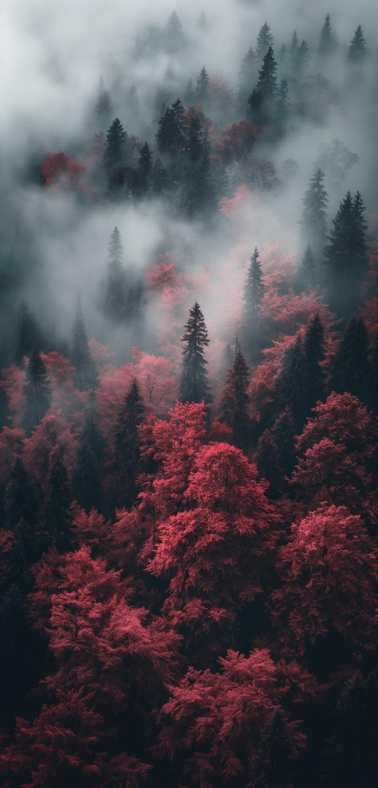 red trees in the fog on a mountain