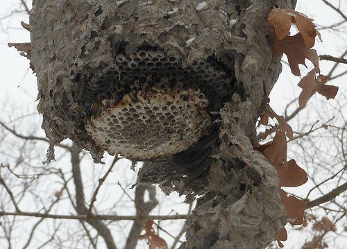 a bird nest hanging from the side of a tree