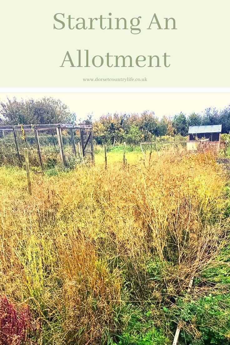 a field with tall grass and weeds in the foreground text reads starting an allotment