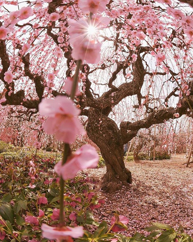 pink flowers are blooming on the ground near a tree