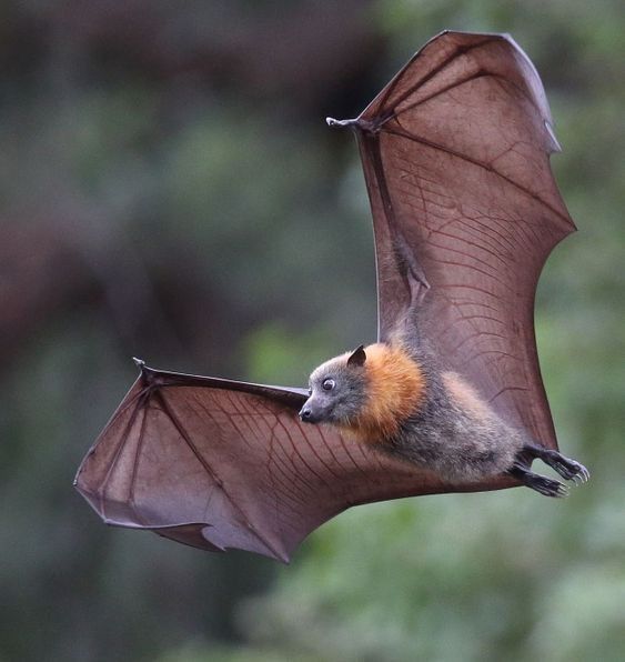 a bat flying through the air with it's wings spread