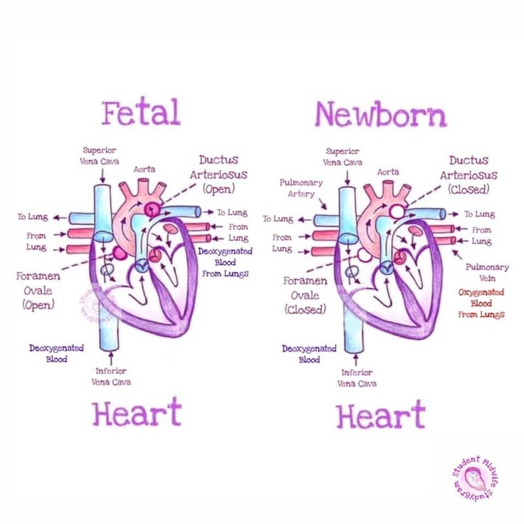 two pictures of the heart with labels on them