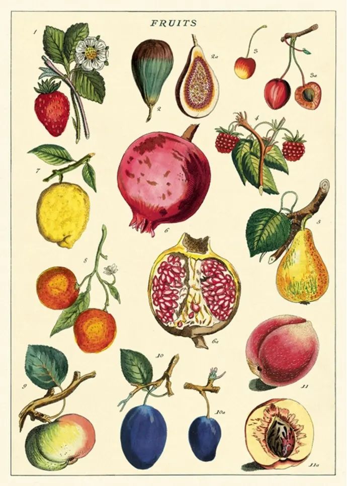 an illustration of fruit on a white background