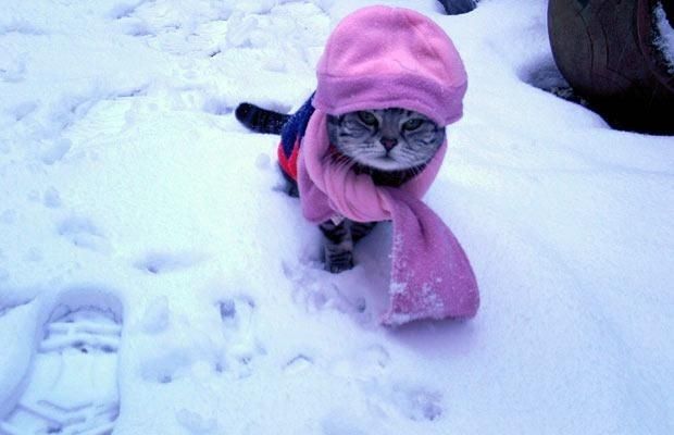 a cat wearing a pink coat in the snow