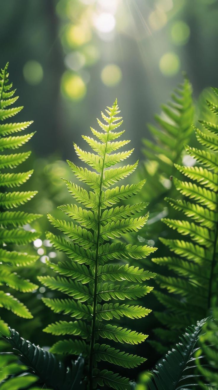 green leaves in the sunlight on a sunny day