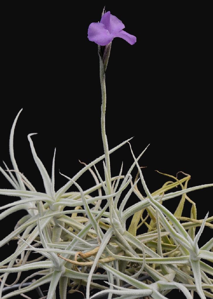 a purple flower is growing out of the ground