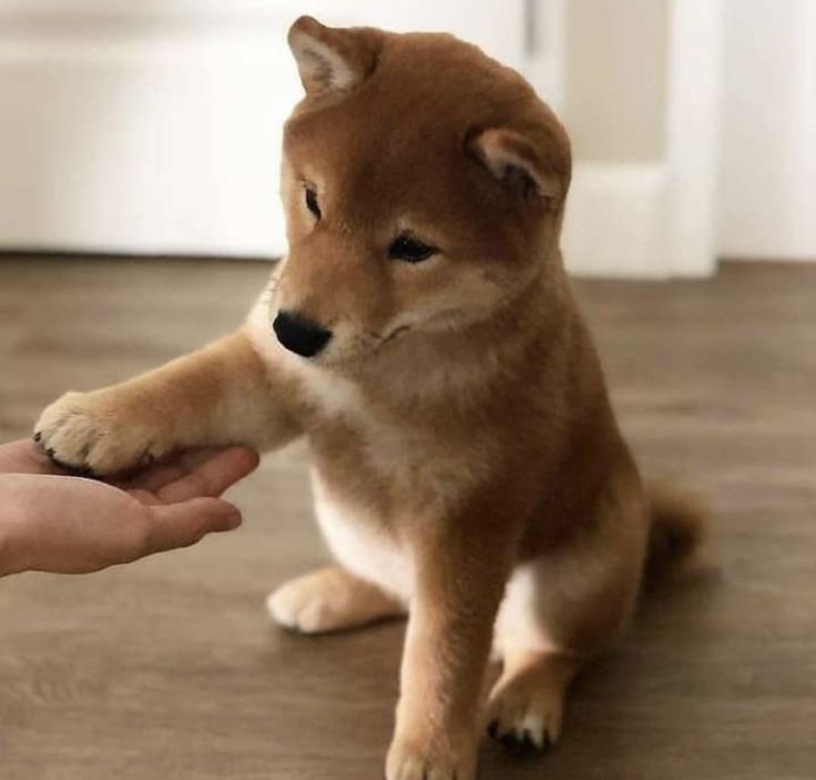 a small brown and white dog sitting on top of a wooden floor next to a persons hand