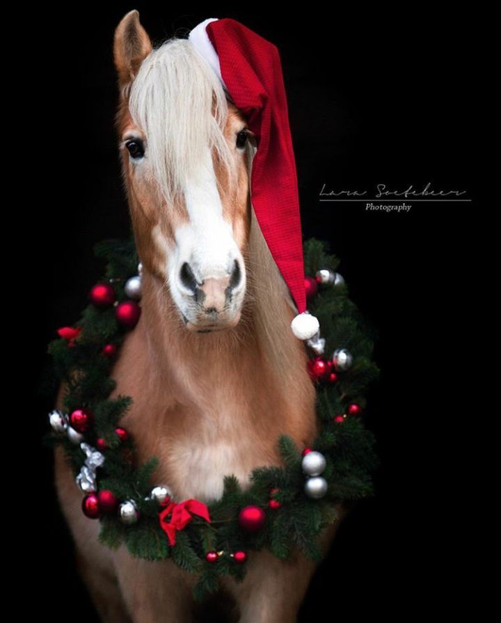 a brown horse wearing a christmas wreath on its head