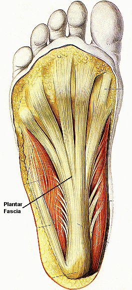 Plantar Fasciitis – Prevention, Treatment and Healing Techniques Facitis Plantar, Punkty Spustowe, Fascia Blasting, Plantar Fascitis, Exercise Walking, Foot Anatomy, Bolesti Chrbta, Foot Exercises, Healing Techniques