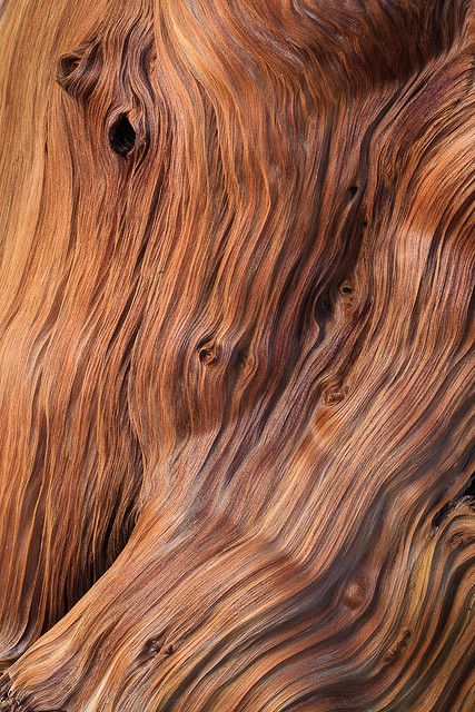 an animal's head is shown in this close up photo, with wood grain