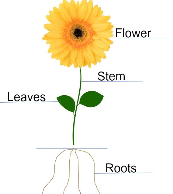 the parts of a sunflower plant labeled in their names and pictures, including roots