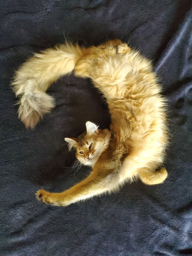 an orange cat laying on top of a blue blanket next to a black pillow with it's tail curled up