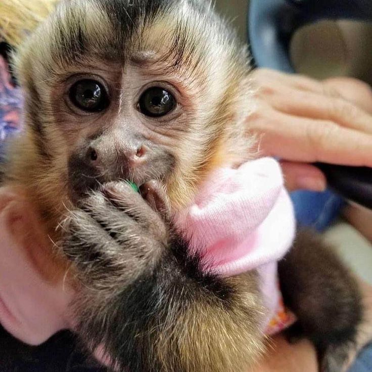 a baby monkey is being held in someone's lap and wearing a pink shirt