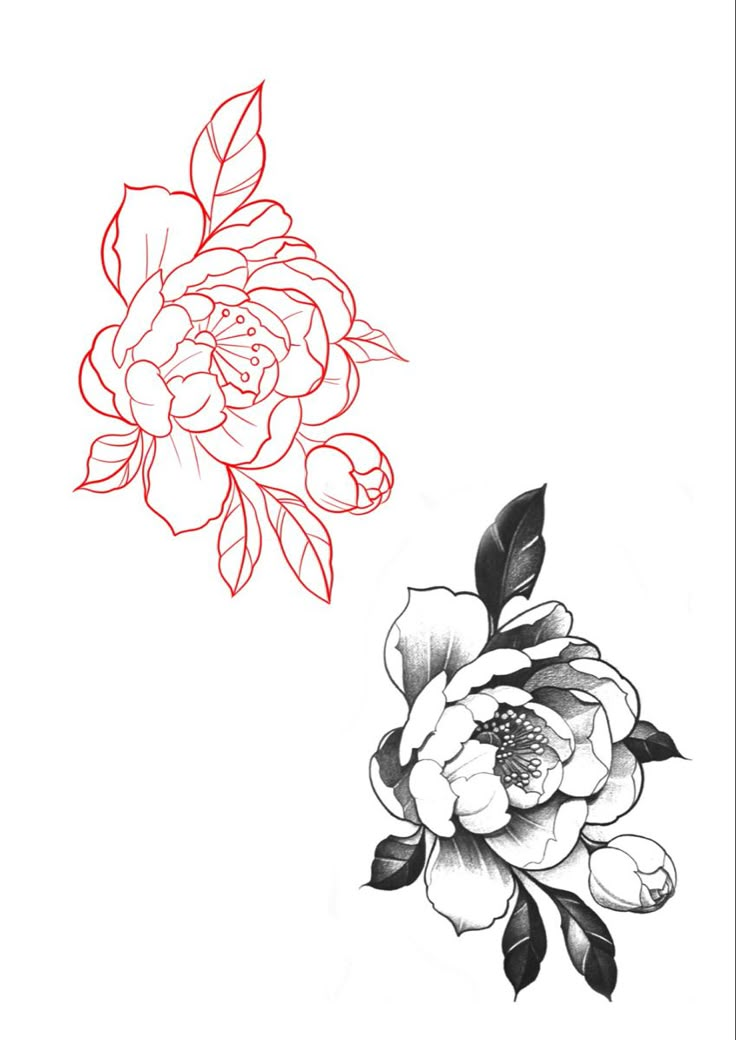 a black and white drawing of a flower next to a red line drawing of a peony