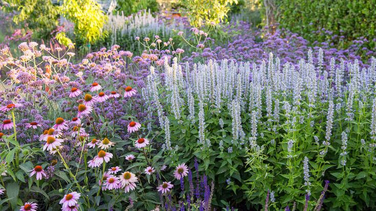 an assortment of wildflowers and other plants in a garden area with purple flowers