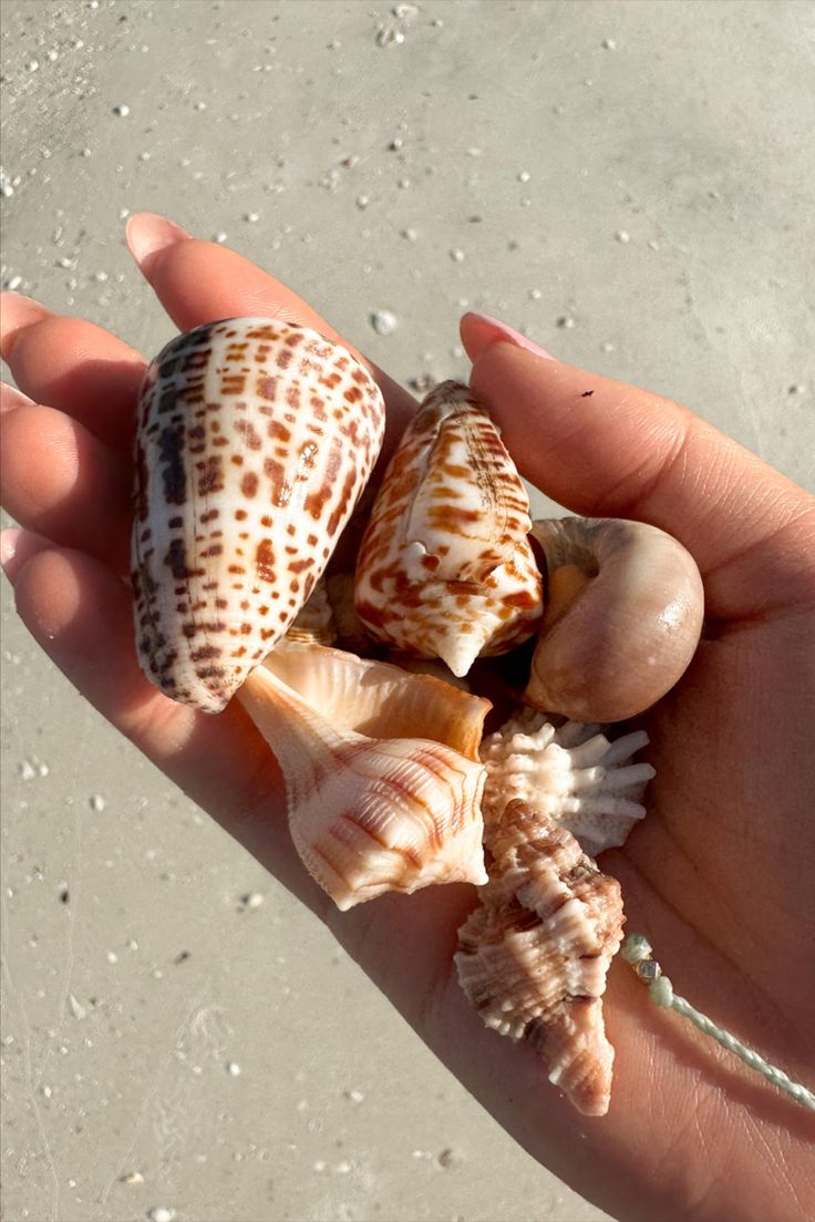 a hand holding several seashells on the beach