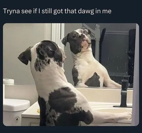 two dogs sitting in front of a mirror looking at each other's reflection, with caption that reads, try to see if i still got that dawgg