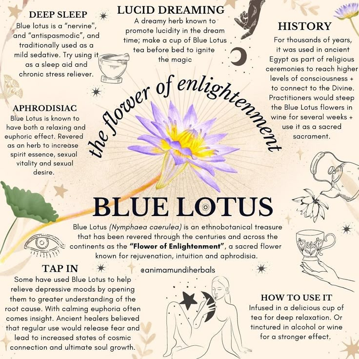 Blue Lotus Witchcraft, Blue Lotus Flower Magical Properties, Blue Lotus Benefits, Blue Lotus Magical Properties, Blue Lotus Flower Benefits, Egyptian Blue Lotus, Nymphaea Caerulea, Bringer Of Light, Egyptian Lotus