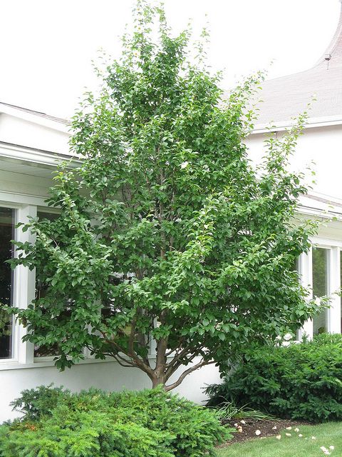 a small tree in front of a white house