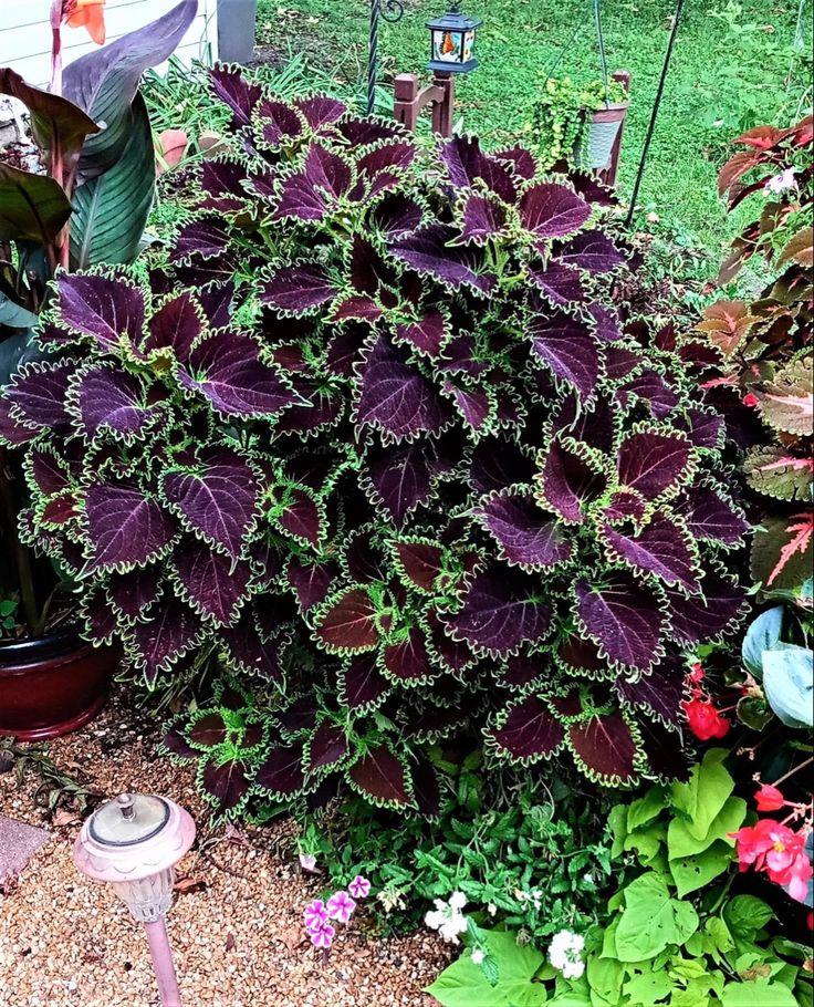 a purple plant with green leaves in a garden next to other plants and flowers on the ground