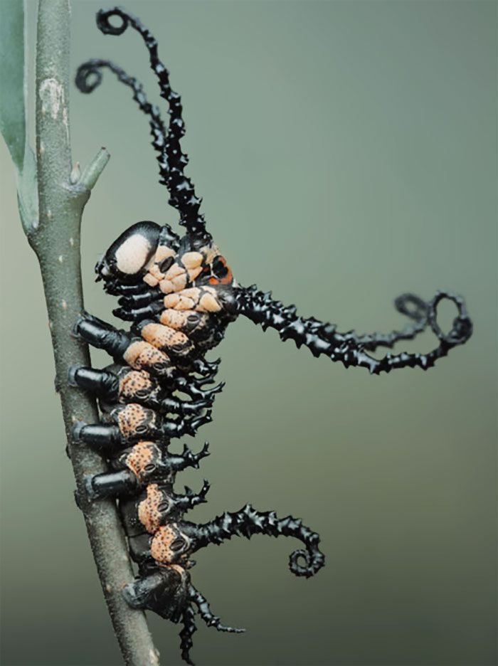 an insect is sitting on top of a branch