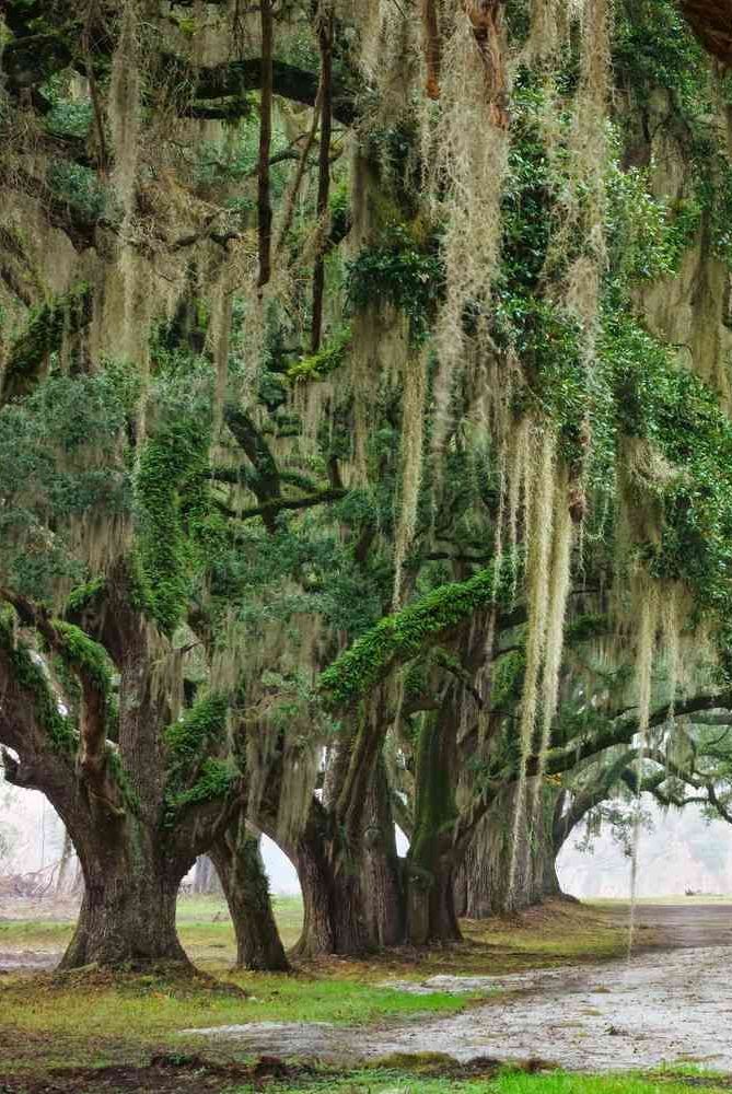 trees covered in moss and hanging from the ceiling