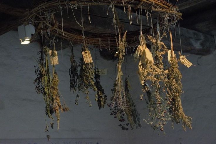 dried herbs hanging from the ceiling in a room