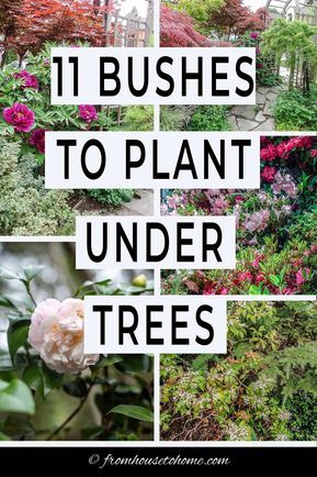 the words 11 bushes to plant under trees in four different pictures with flowers and shrubs