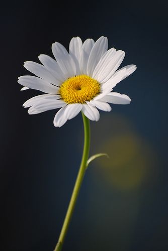 a single white flower with yellow center in front of a dark background