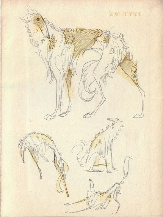 some sketches of dogs and cats in various poses, including one with its head turned to the side